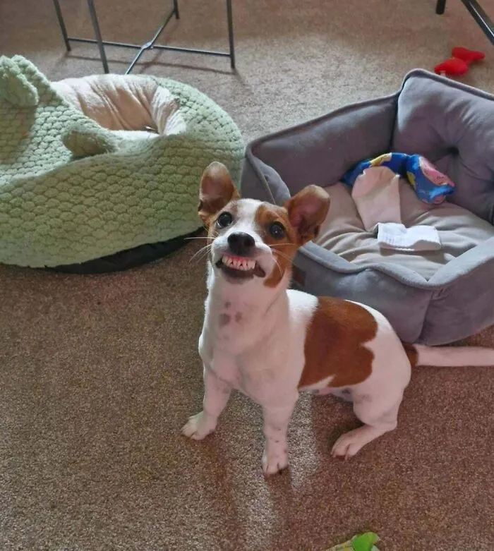 Small dog making a silly face while sitting on carpet near two pet beds, captured in a funny animal photo moment.