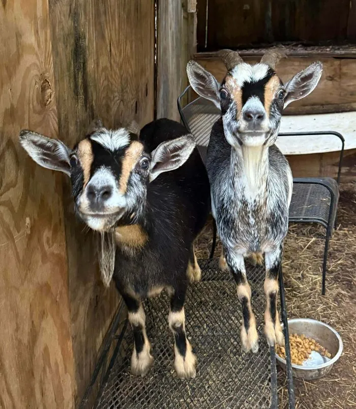 The Faces I Was Greeted With This Morning When I Made It Out To The Goat’s Shelter. “Did You Bring Us The Treats?”