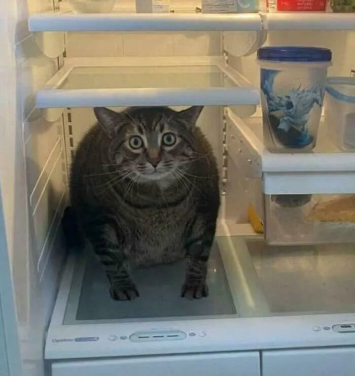 The Real Garfield