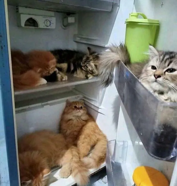 “What Do You Want For Lunch? How About An Orange Cat?”