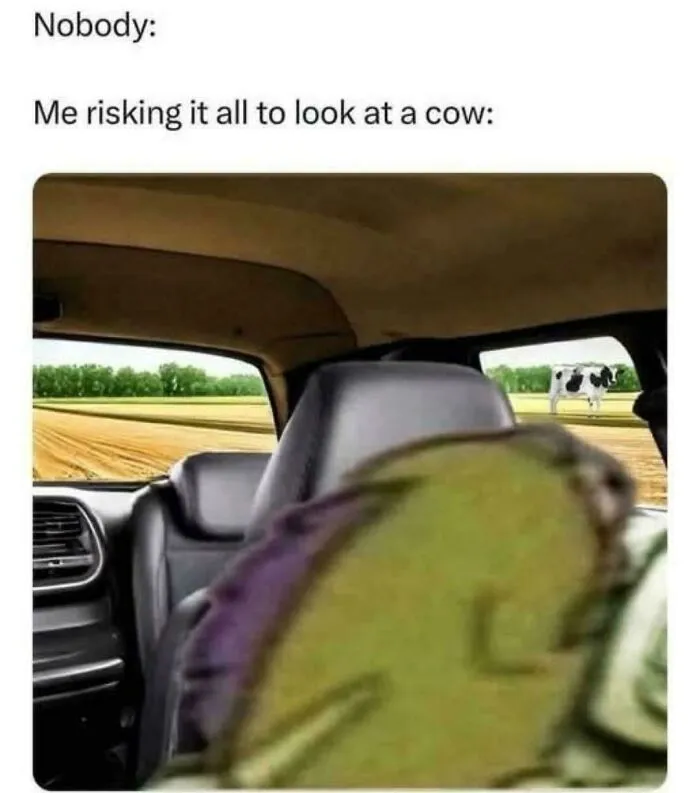 Alt text: Funny relatable meme showing a blurry character risking safety to look at a cow from inside a car.