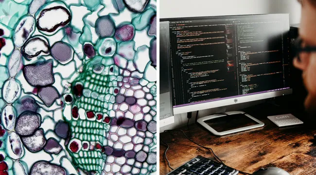 Microscopic plant cells and a person coding on a computer screen showcasing versatile words in biology and programming.