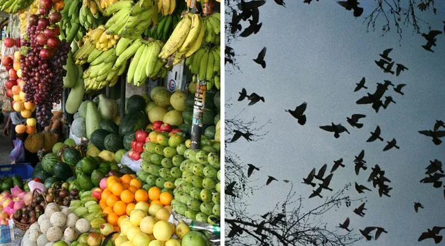 Colorful fruits displayed in a market alongside birds flying in the sky, illustrating fruit and flightless bird quiz concept.