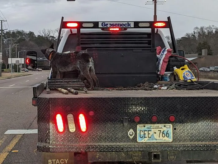 Hate These Kind Of People Who Put A Dog Unsecured In The Back Of A Truck, But Especially This Jerk With A Dog On His Flat Bed