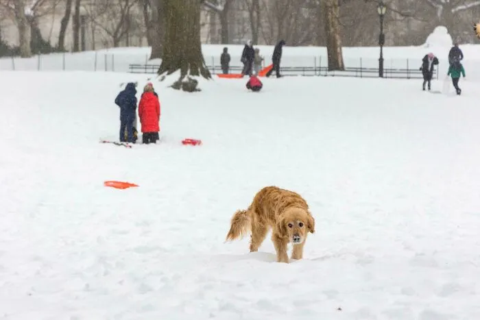 Golden retriever walking through a snowy park during a snowstorm hitting the U.S. with people playing in the background.