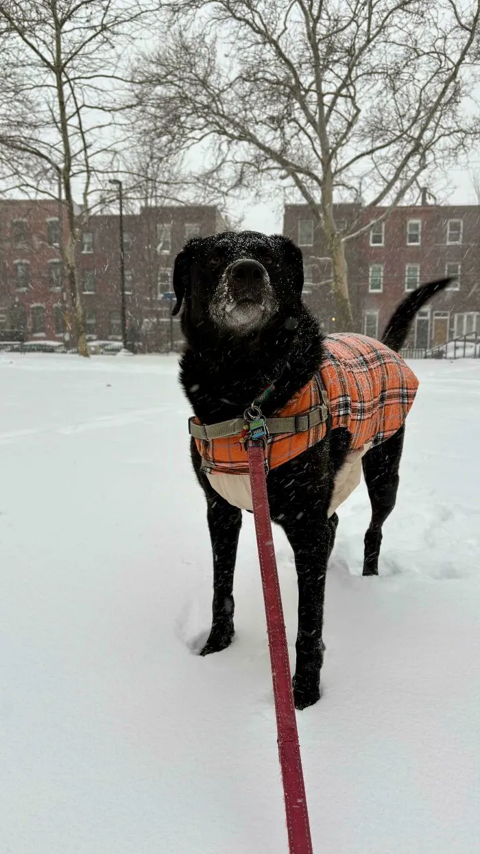 Black dog wearing plaid coat stands on snow-covered ground during snowstorm in U.S. neighborhood with leafless trees and buildings.