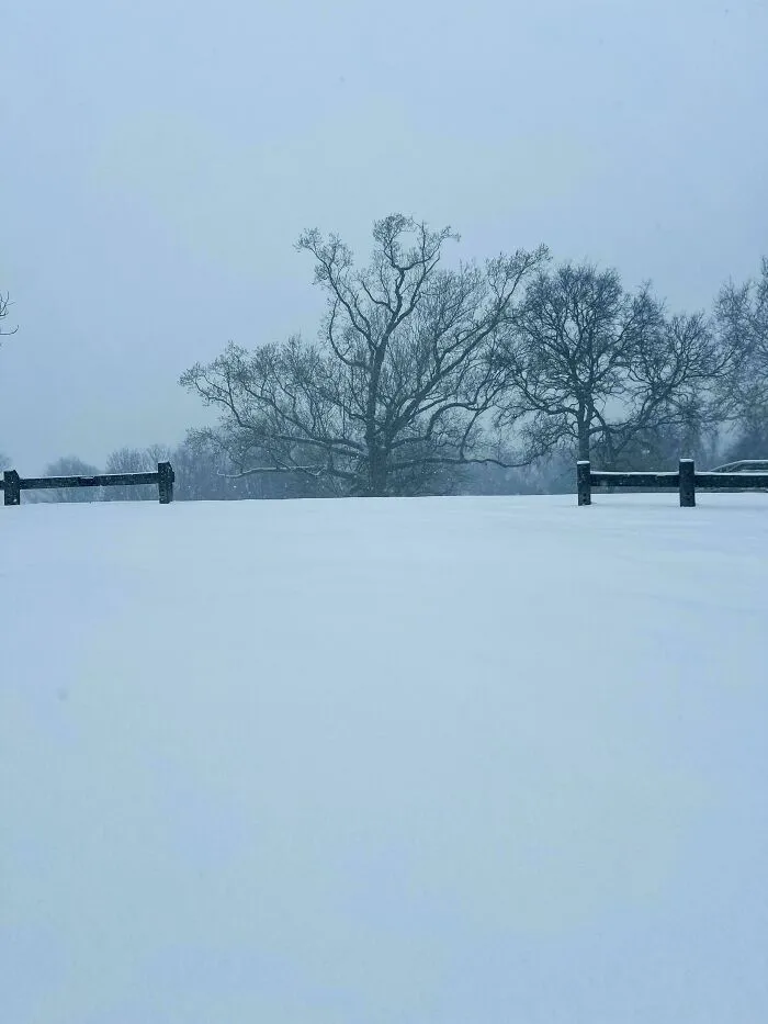 Snowstorm hitting the U.S. with thick snow covering the ground and bare trees in a winter landscape.