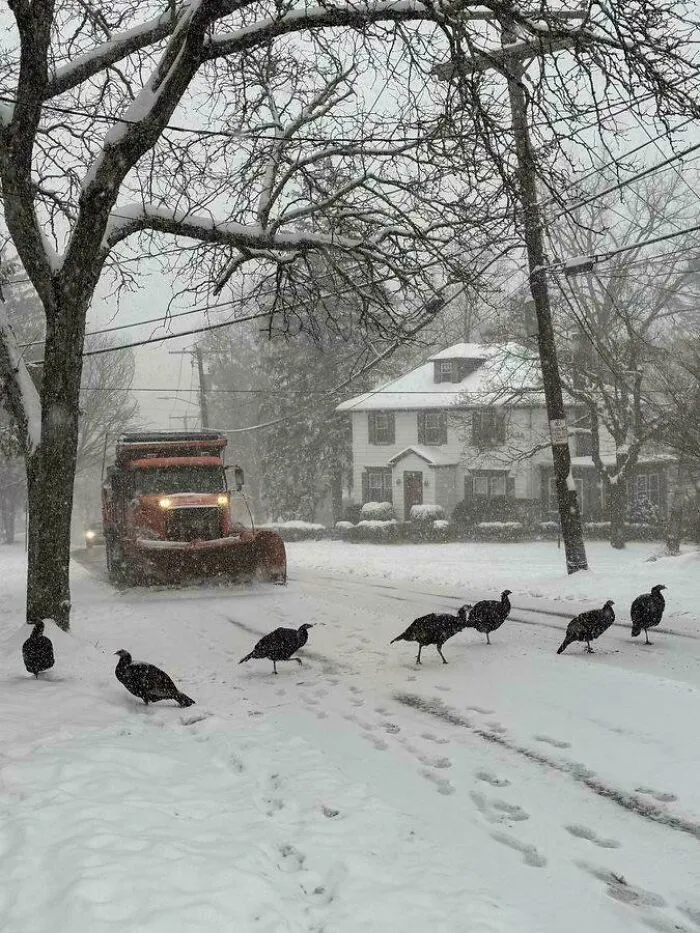 Iced Protesters On The Loose
