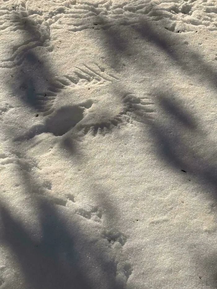 A Bird Fell In The Snow In My Backyard