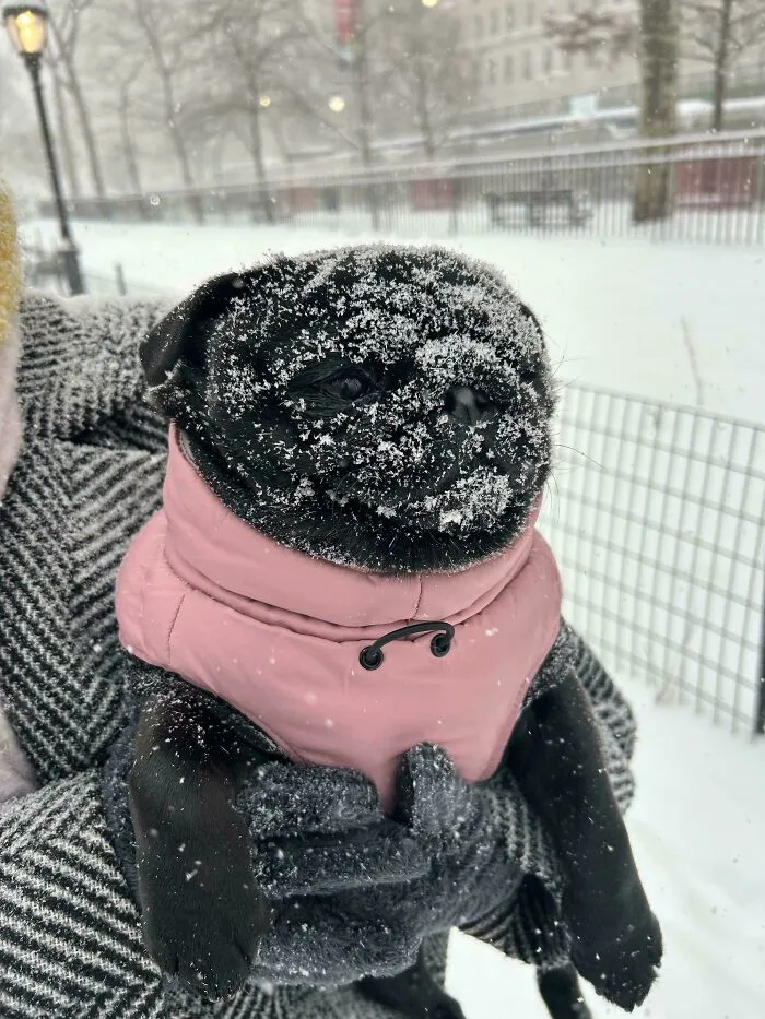 She Loves To Bulldoze The Snow With Her Face