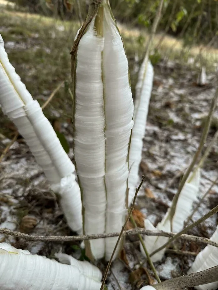 Unique ice formations on plants during a snowstorm hitting the U.S., creating striking winter nature scenes outdoors.