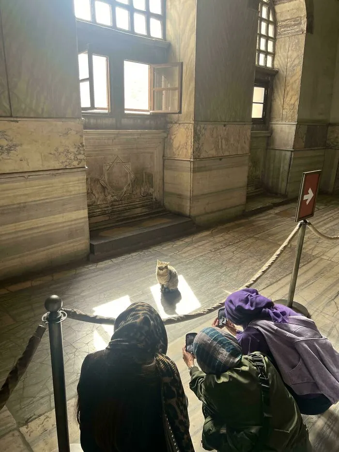 Cat In Hagia Sophia