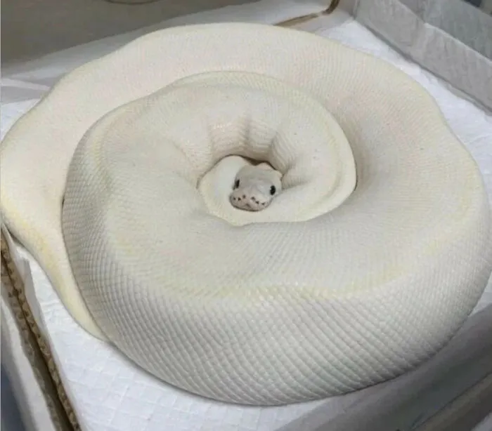 Serpiente