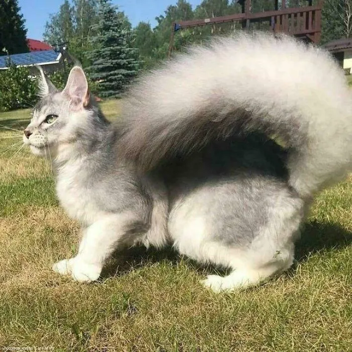 Cola de gato que parece de ardilla