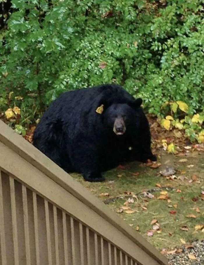 Of A Bear