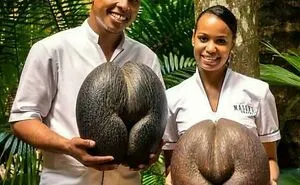 "Absolute Units": 82 Times People Came Across Unbelievably Big Things And Just Had To Share (New Pics)