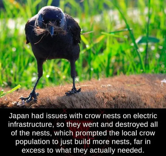 Crows vs. Humans