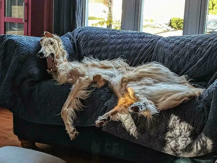 Bortis, The Disheveled Couch Sitter