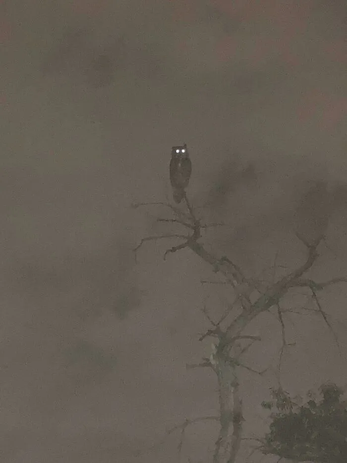 Pic I Took Of An Owl At A Park By Me