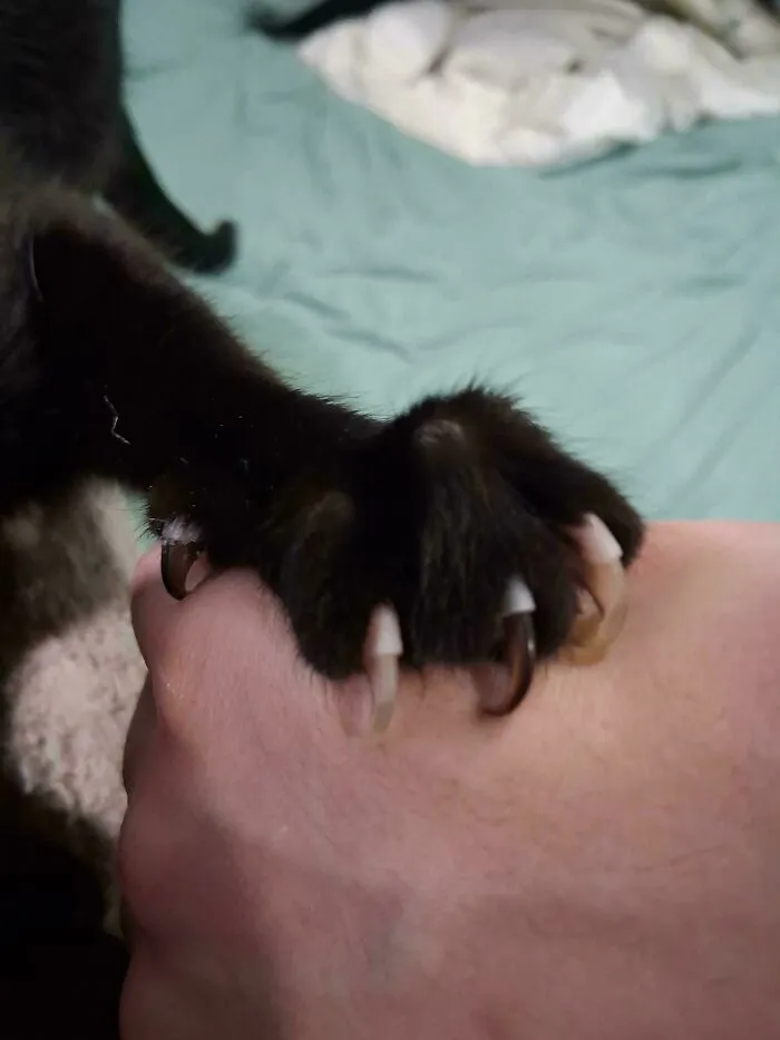 A black cat paw digging its sharp cat claws into a person's hand.