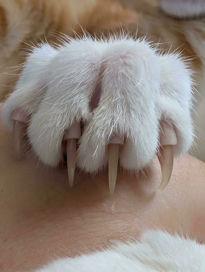 Close up of a fluffy white cat paw with long, sharp cat claws resting on a hand.
