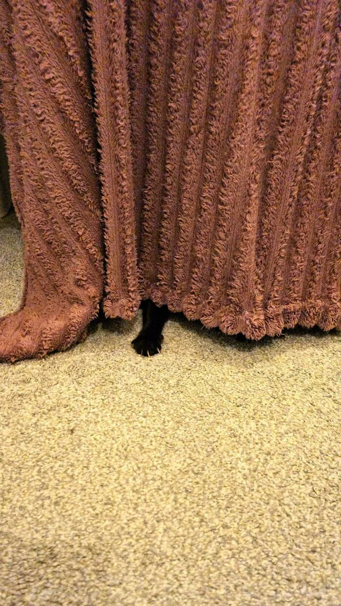 A black cat paw with visible cat claws peeking out from under a textured pink blanket.