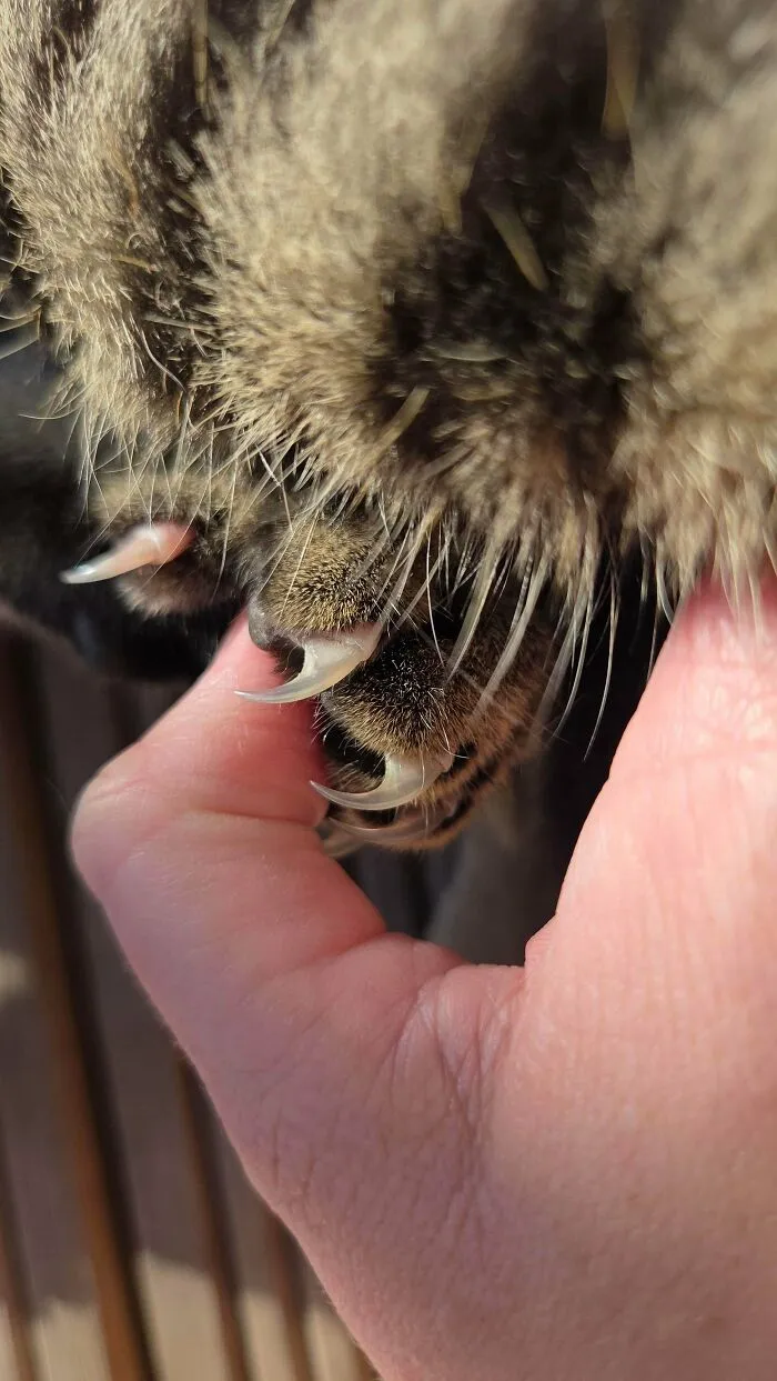 A close-up of a person gently holding a cat paw to show the sharp cat claw