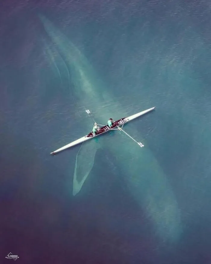 🐋 Blue Whale. Photo By @d_fordesign