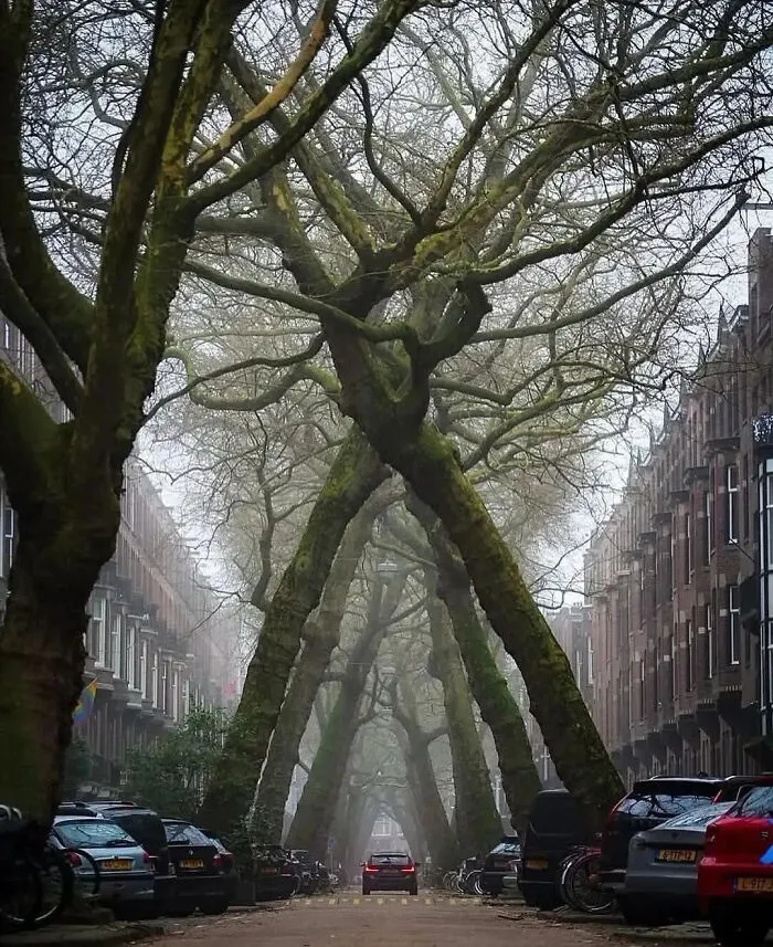 Extremely large trees forming an eerie archway over a street with parked cars, conveying a scary, otherworldly atmosphere.