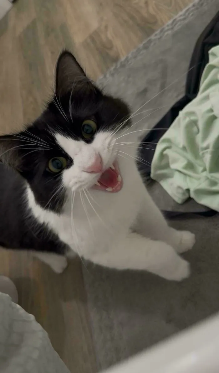 Cat Saves Me From The Terrible Shower