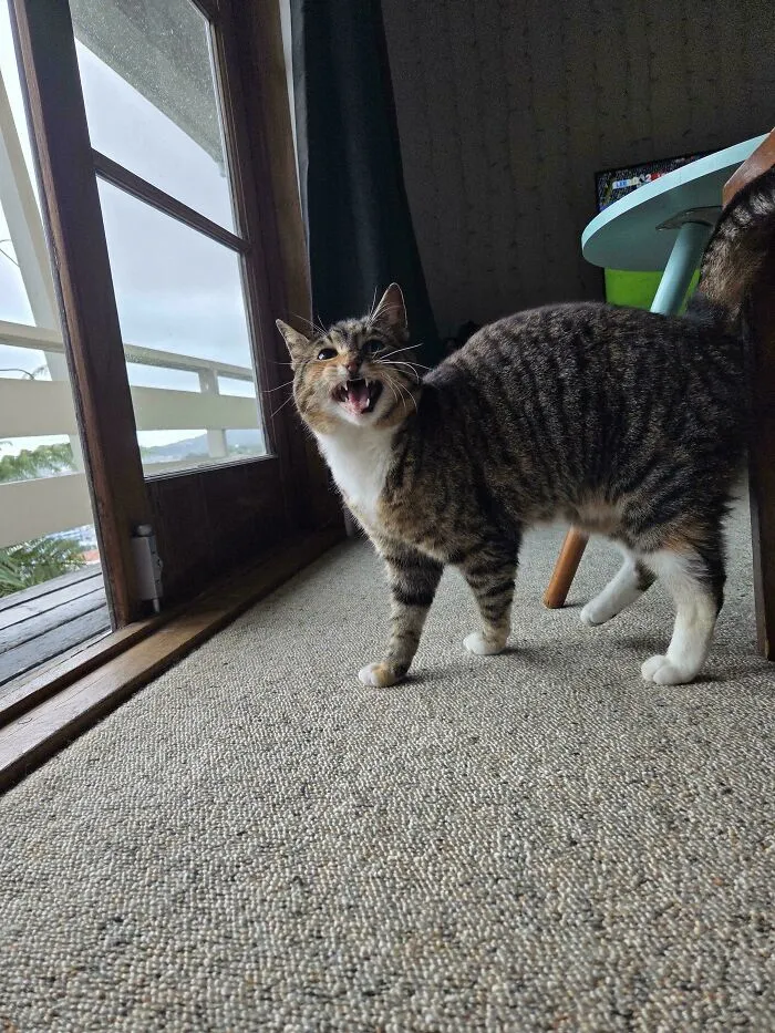 This Is Not Our Cat
