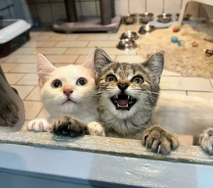 When You Can See The Food But It Won’t Come Fast Enough