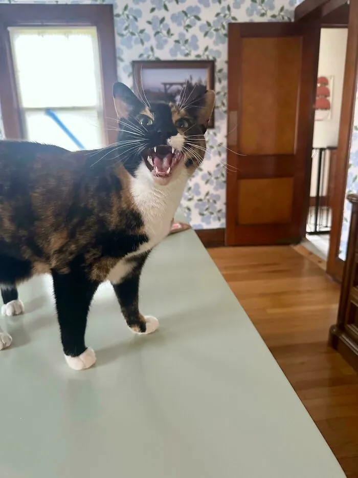 Absolutely Livid That I Stopped Petting Her
