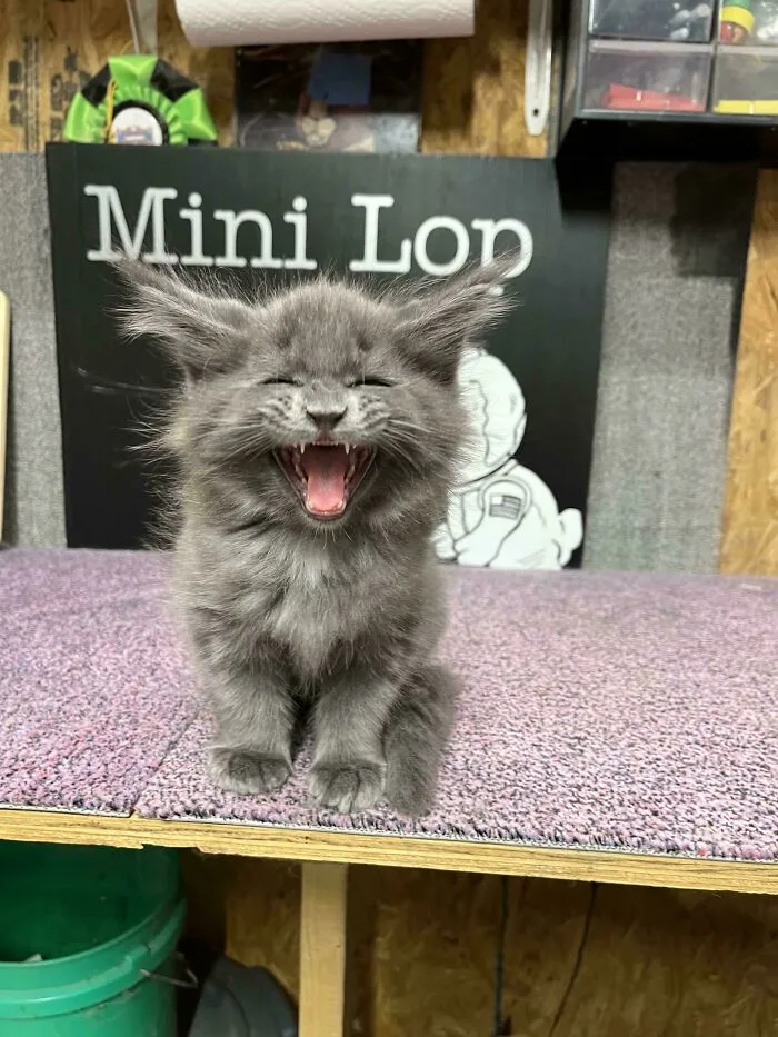 Roarin Cutie