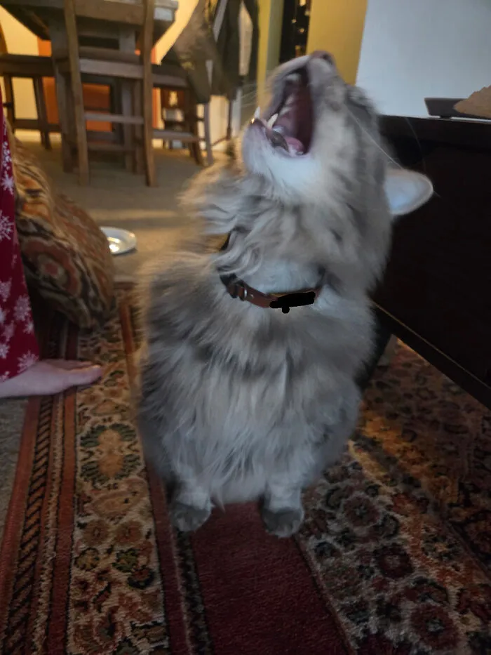 I Refused To Give Him A Piece Of My Biscuit So He Must Scream