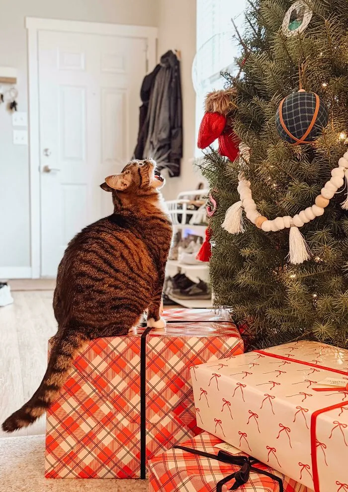 Socks Yelling At The Christmas Tree