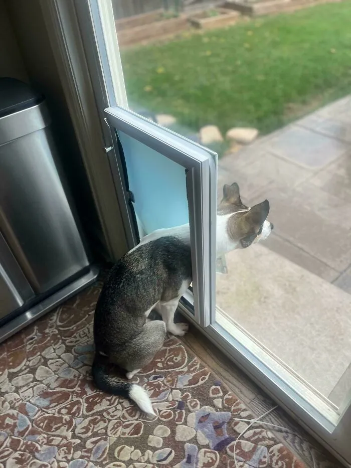 When You Have Squirrel Duty But It’s Raining