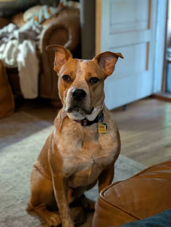 This Is Hank, We Just Adopted Him. Occasionally, He Stops What He's Doing And Just Inspects Me