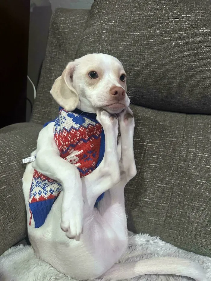 Dog Did This