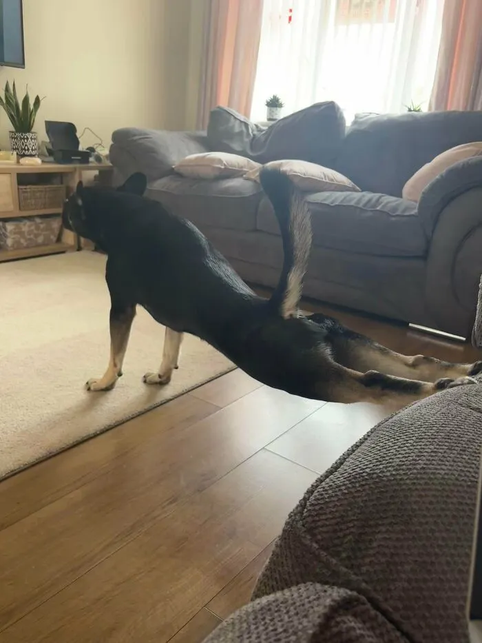 My Dogs Favorite Way To Stretch