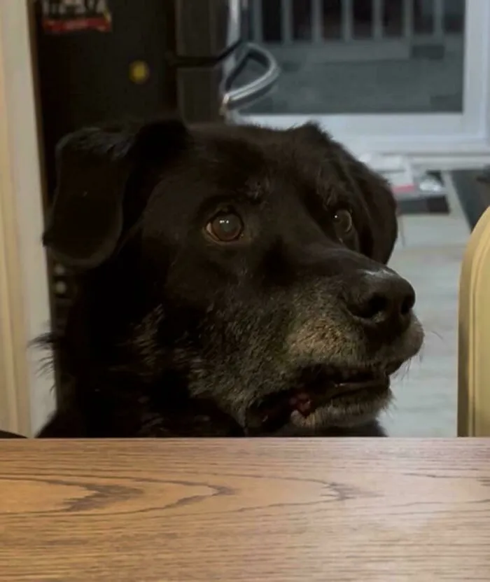 This Is Moe. Moe Is A Doofus!