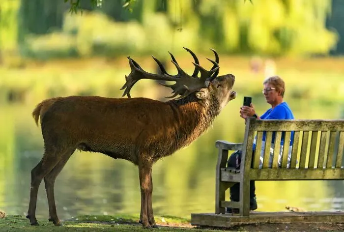 Impressed With The Calmness Shown By This Woman Taking A Photo Of A Stag In Richmond Park, London This Week