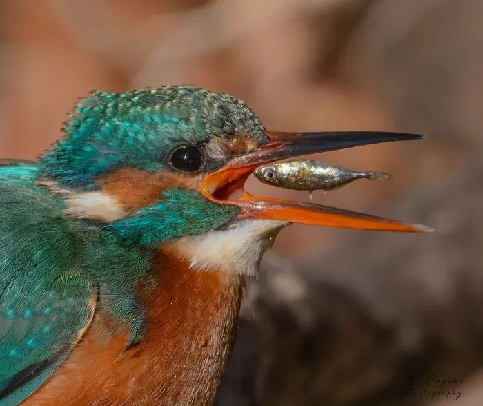 It Was A Beautiful Morning Yesterday In East Kent And I Was Lucky Enough To Spend It Photographing This Beautiful Kingfisher