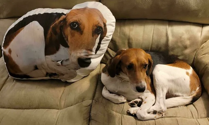 Mi perra y la almohada con su foto que mis padres me hicieron llevar a la universidad.