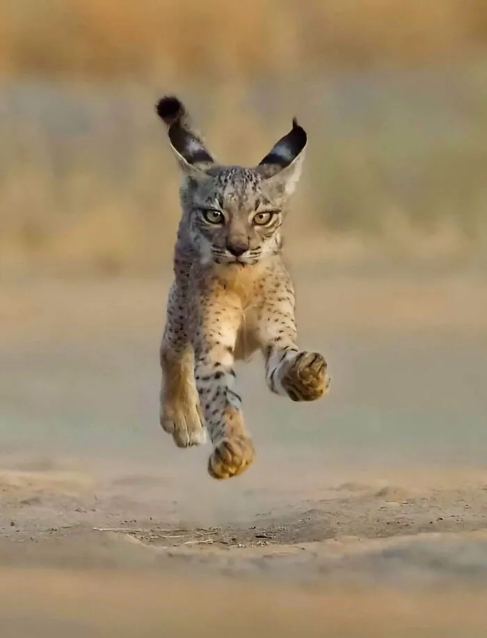 🔥 A Baby Iberian Lynx—One Of The Rarest Cats In The Wild