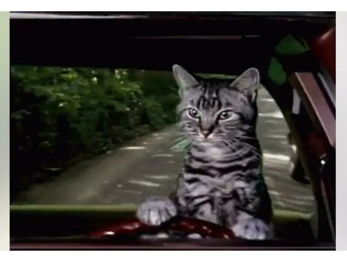 Cat driving a car in a funny ’90s meme recalling nostalgic childhood memories from popular posts and memes.