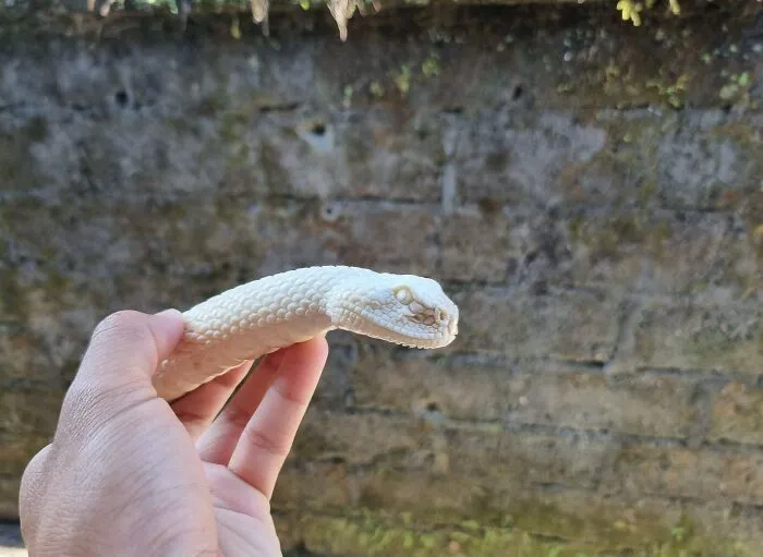 ¡Estoy emocionadísimo por mostrar esto! Tallé una serpiente en una cornamenta de ciervo
