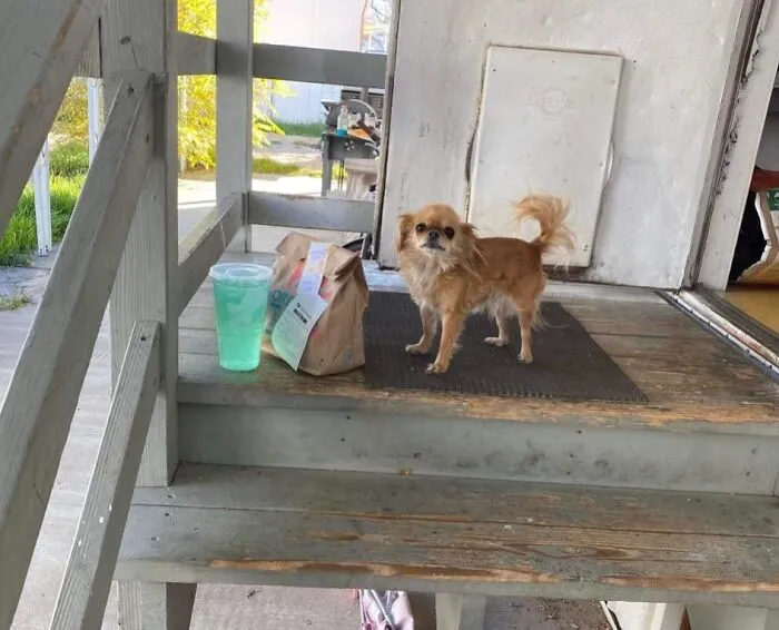 El perro dijo que dejara la comida y me largara