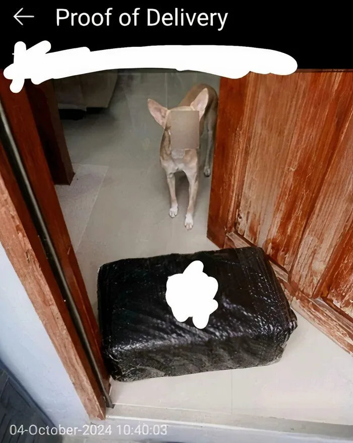 El repartidor difuminó la cara de mi perro mientras mostraba la prueba de la entrega. No puedo parar de reir
