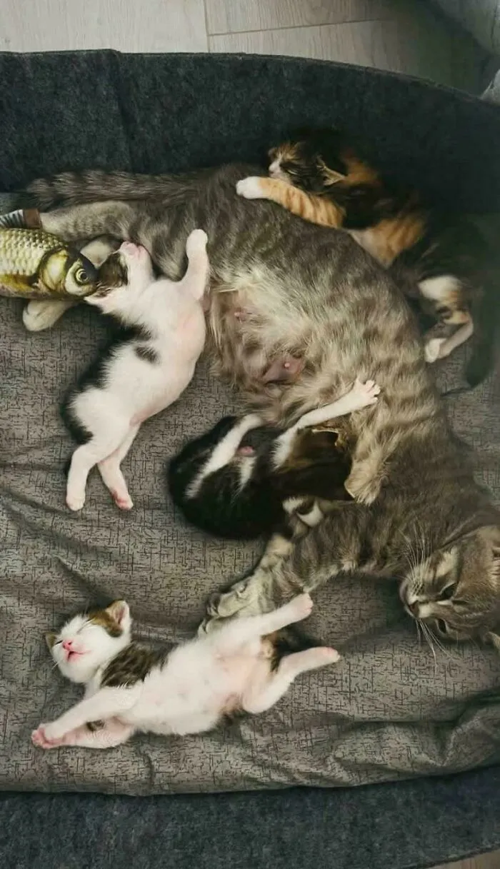 Cats